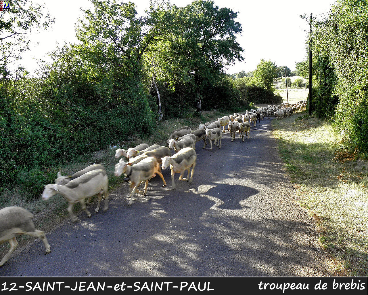 12StJEAN-St-PAUL_moutons_100.jpg