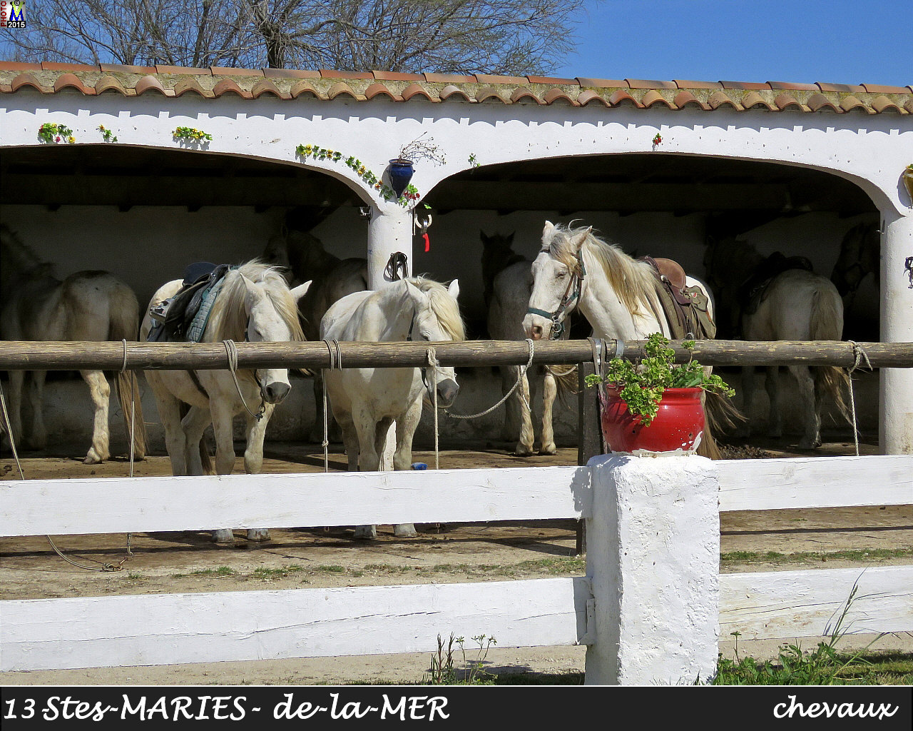 13Stes-MARIES-MER_chevaux_100.jpg