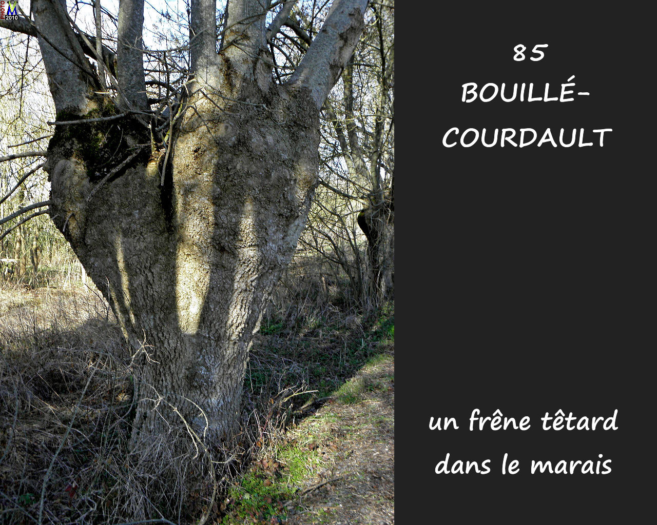 85BOUILLE-COURDAULT_marais_164.jpg