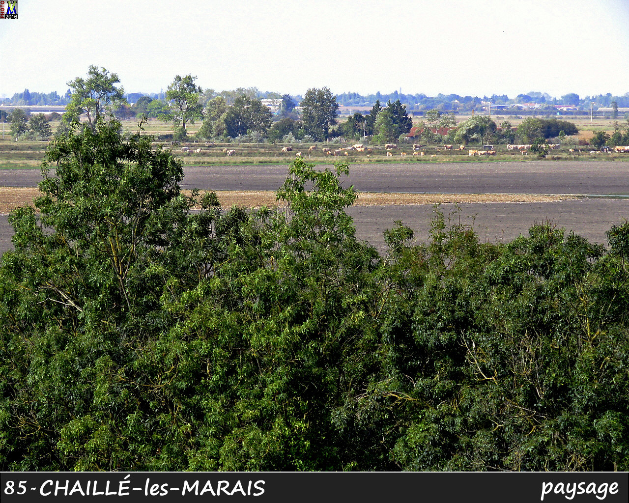 85CHAILLE-MARAIS_paysage_1000.jpg