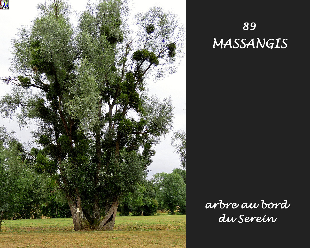 89MASSANGES_arbre_100.jpg